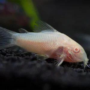 Albino Corydoras