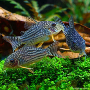 Sterbai Corydoras