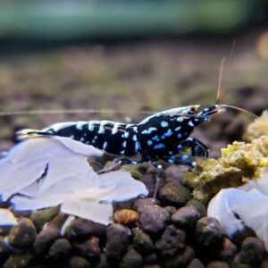 Black Galaxy Pinto Shrimp