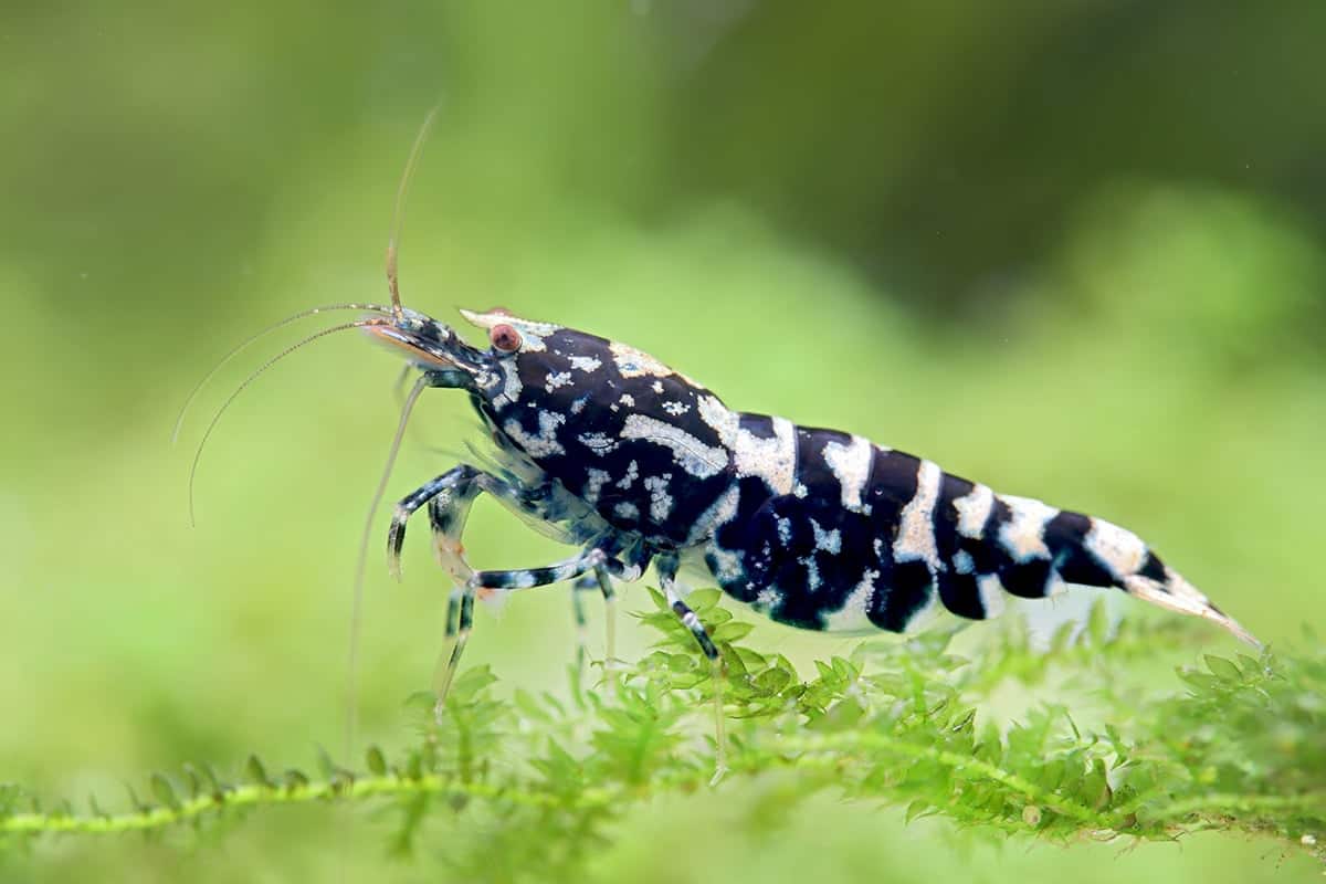 Black Galaxy Pinto Shrimp - Image 2
