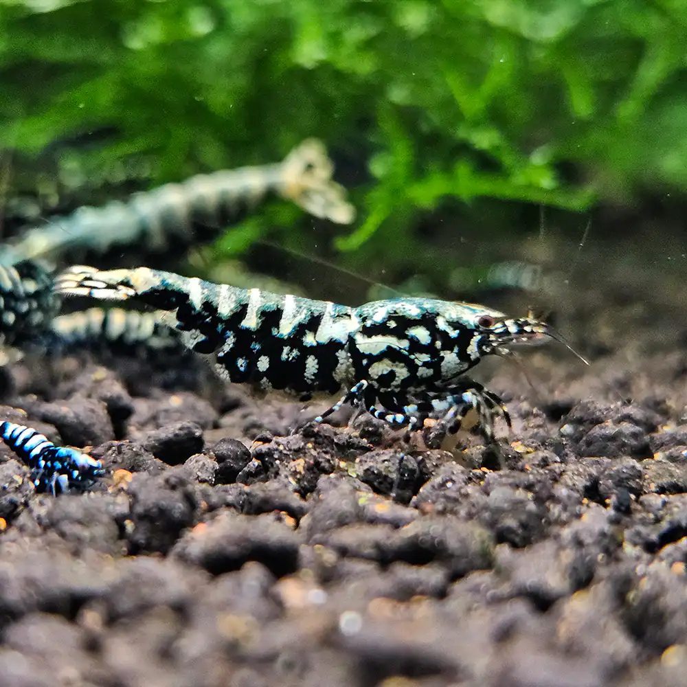 Black Galaxy Pinto Shrimp - Image 3