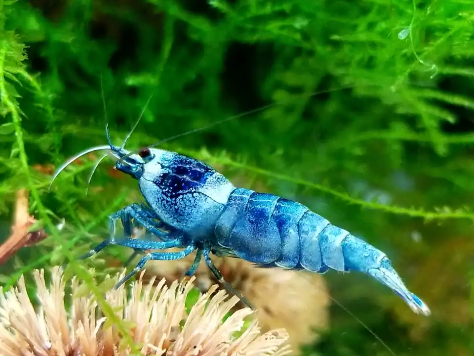 Blue Bolt Shrimp - Image 2