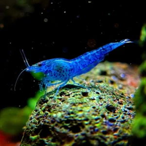 Blue Dream Shrimp