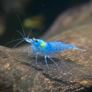 Blue Jelly Shrimp