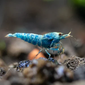 Blue Bolt Shrimp