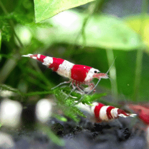 Crystal Red Shrimp
