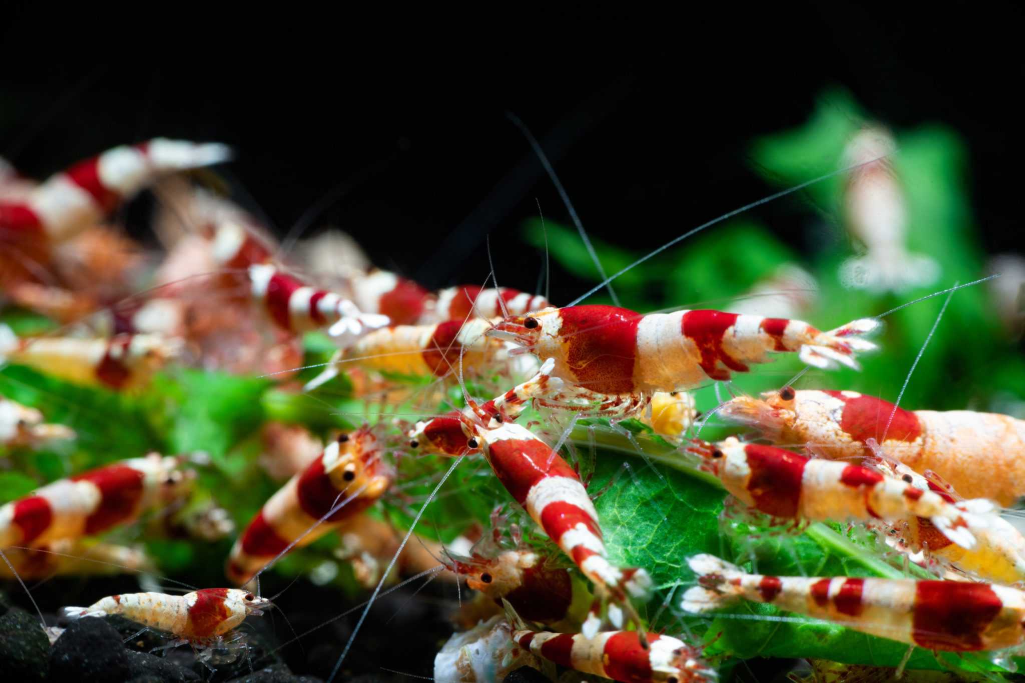 Crystal Red Shrimp - Image 3
