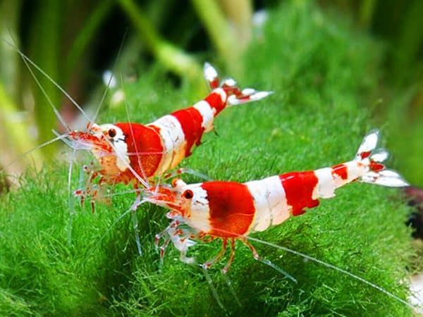 Crystal Red Shrimp - Image 2