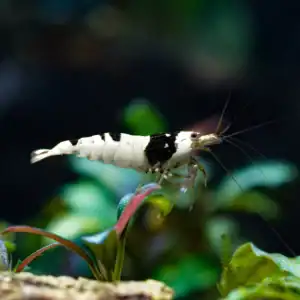 Crystal Black Shrimp
