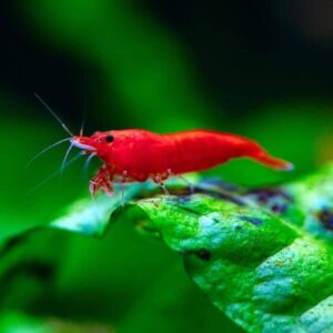 Fire Red Shrimp