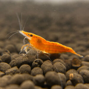 Orange Sunkist Shrimp