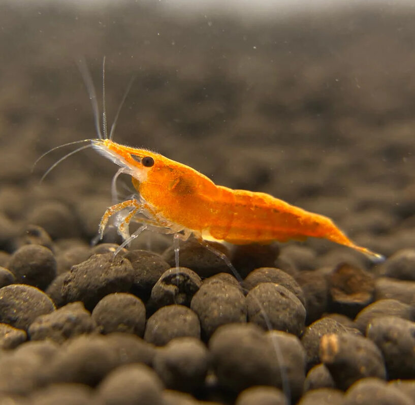 Orange Sunkist Shrimp