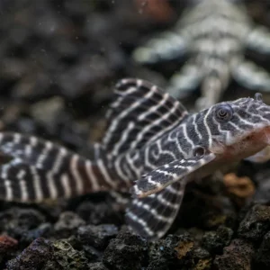 L333 King Tiger Plecos