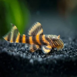 L397 Alenquer Tiger Plecos