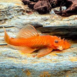 Ancistrus Super Reds